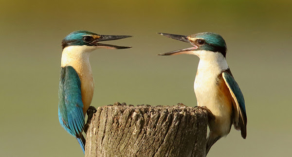 Digital Marketing Campaign